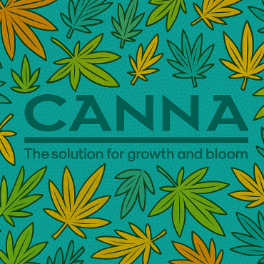 Canna