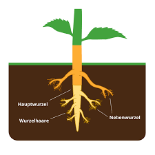 Bewurzelungsstimulator